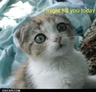 does your cat love you? does your cat love you?