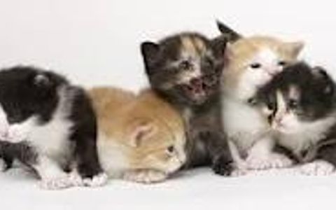 Cat-itude. Cat-itude.