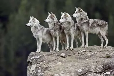 What rank are you in a wolf pack What rank are you in a wolf pack