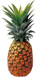 DO YOU KNOW SPONGE DO YOU KNOW SPONGE