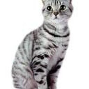 what kind of cat would you be? what kind of cat would you be?