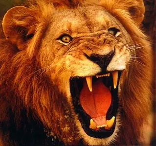 The Lady or the Tiger The Lady or the Tiger