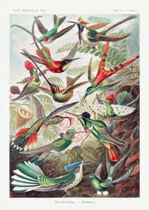 Which Bird Personality Are You? Which Bird Personality Are You?