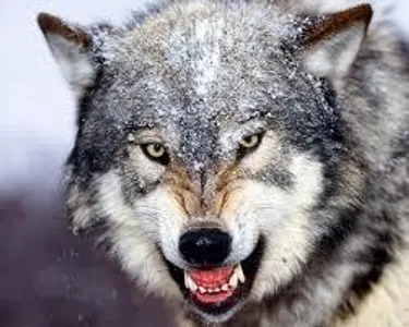 Choice of the Wolf Choice of the Wolf