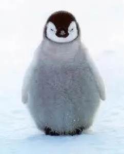 Which Animal Are You (1)