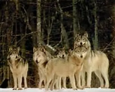 Are you fit to be in my wolf pack? Are you fit to be in my wolf pack?