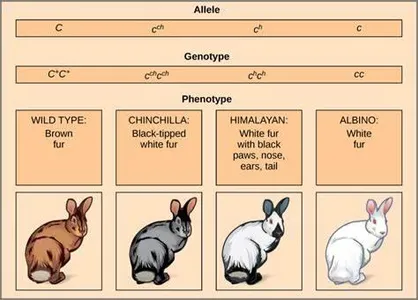 What Rabbit Personality Are You?