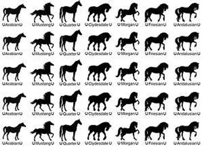 Find your dream horse in 10 questions