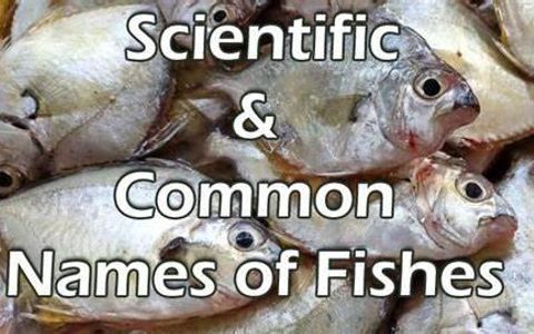 Which Fish are You? (1) Which Fish are You? (1)