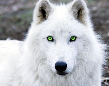 What gnaw wolf of the Beyond are you? What gnaw wolf of the Beyond are you?
