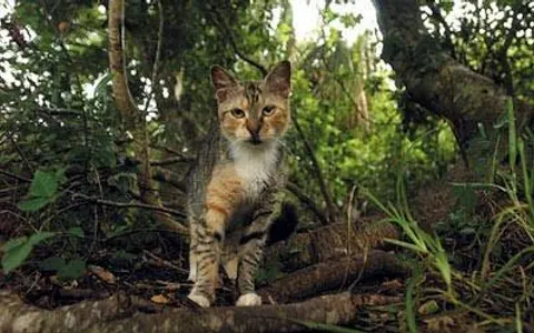 What Is The First Part Of Your Warrior Cat Name? What Is The First Part Of Your Warrior Cat Name?