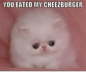 What breed of cat is PURRfect for you? What breed of cat is PURRfect for you?