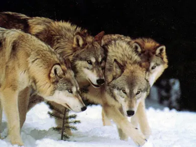 What rank are you in your pack? What rank are you in your pack?