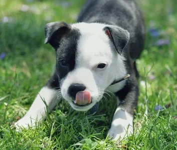 Puppy eyes: part 2