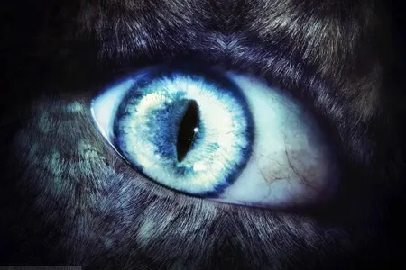 Awakening the wolf Awakening the wolf