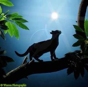 Create a warrior cat character! Create a warrior cat character!