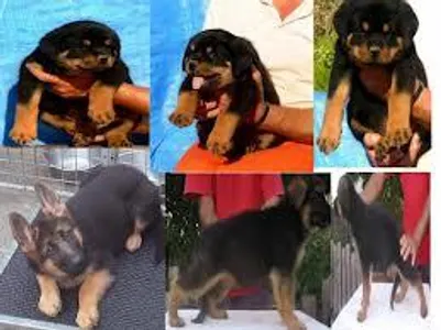 Rottweiler or German Shepherd? I like German shepherds more but what about you?