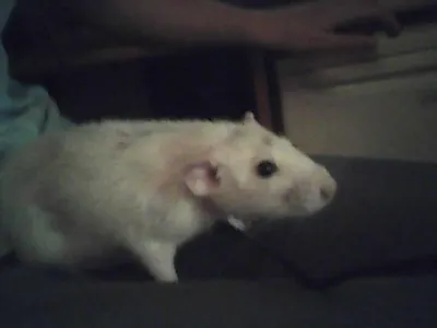 dose anyone here love rats I LOVE RATS!!!!!!!!!!!!!!! iv got 2 pet rats called mushroom and spot. i think rats are  soooooooooooooooooooooooooo cute and i wondering how many other pepole like them so a thaught i will ask!!!! please tell me in the coments wether you like or dont like rats and why!!!  ps: the rat in the picture is my rat mushroom he is called that as when i first got him he looked like a mushroom