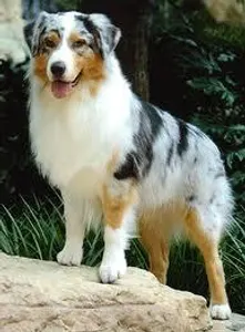 What do you think of Australian Shepherds? I love them, what about you? The picture below is a perfect example of one! What do you think of Australian Shepherds? I love them, what about you? The picture below is a perfect example of one!