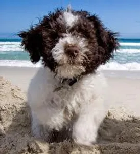 What breed of dog is this? Do you know what this dog breed is called?