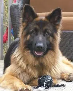 what dog is this? part 5 what breed of beautiful is this?