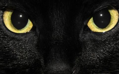 You were born into a clan as a kit... What happens now? When commenting do not reply, what is this? Make this up it is for fun, kinda like role play. My family as they grow: My clan: My looks: My personality: My names as I grow: My best skills: My jobs as I grow: My mate and or kits: My death if I die: Enjoy! You were born into a clan as a kit... What happens now? When commenting do not reply, what is this? Make this up it is for fun, kinda like role play. My family as they grow: My clan: My looks: My personality: My names as I grow: My best skills: My jobs as I grow: My mate and or kits: My death if I die: Enjoy!