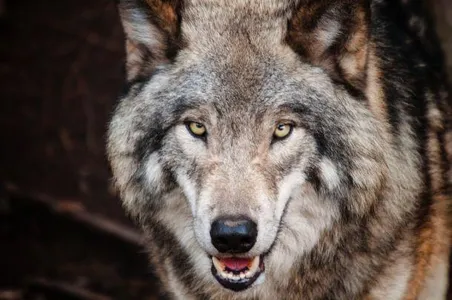 Do you think wolves are stupid or cute? Like I like wolves and all but in the real world I would be like "Stay Away or Die By Shotgun" you know. So yeah I like wolves but they shouldn't come to my house or their brains will be splattered on the house walls.