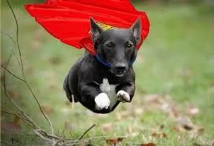 A dog that can rewind time or a cat that can shapeshift? Pets are always fun! But what if your pet can have superpowers! You can either have a dog that can rewind time or you can have a cat that can shapeshift into anything you like! Don't want a dog or a cat? No problem! Just comment below what type of pet you would like and just say it's superpowers. Want a cat or a dog but you don't want your dog or cat to have the powers I have given them? You can change it, just comment below! Example: "I want a dog but I want it's powers to be mind control."