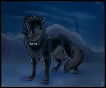 What is the greatest pet in the whole entire world? So, what do you think the greatest pet in the world is? I think it is wolves. #BlackWolf