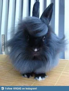 what do you think of this bunny?