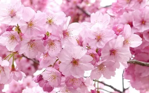 what's your favorite flower?