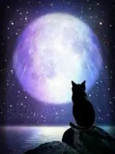 Please Please! Help (don't ignore this plz) My cat toasha is 4 or 5 years old now and we consider her a elder cat and she's very shy and hates playing and ever since we got jack he always pounces on toasha play fighting with her so since he can't take a hint toasha literally attacks him she doesn't use claws because she does realize he's just a kitten but she bites him and jack always try's to claw her face and neck and I'm afraid one of them will eventually get very hurt. Please help!