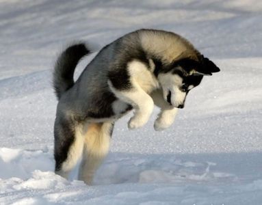 Favorite Dog breed? Mine is a husky because I have a pet husky named Fang Favorite Dog breed? Mine is a husky because I have a pet husky named Fang