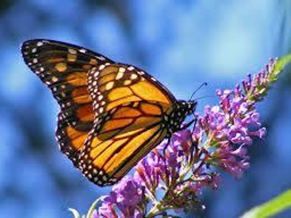 What do you think of when I say "Butterfly"?