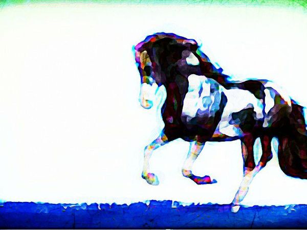 If you could shape-shift into one animal it would be...