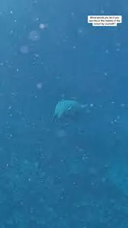 What would you do if you found yourself in the middle of the ocean?