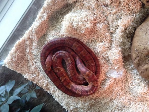 What would you like to have as a pet