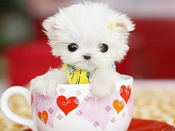 Q3: What Pet Would You Have