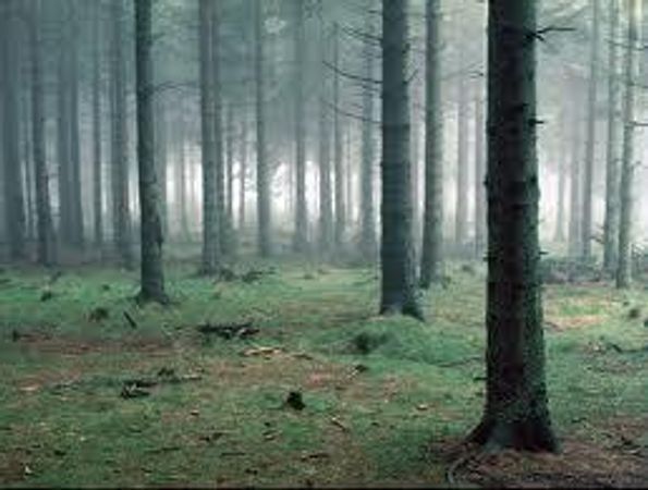 Would surviving in the wild be fun?