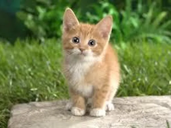 What is your favourite animal.