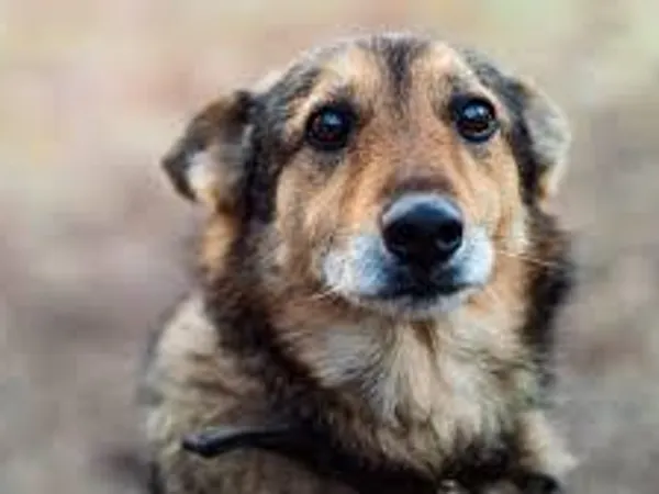 You see a puppy crying on the other side of the sidewalk. What would you do?