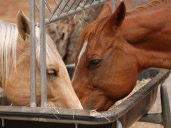 if you were a horse what treat would you rather have?