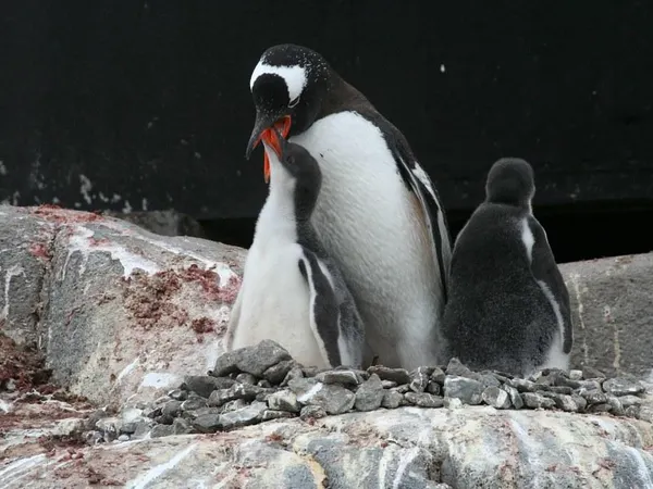 How does a penguin build its house?