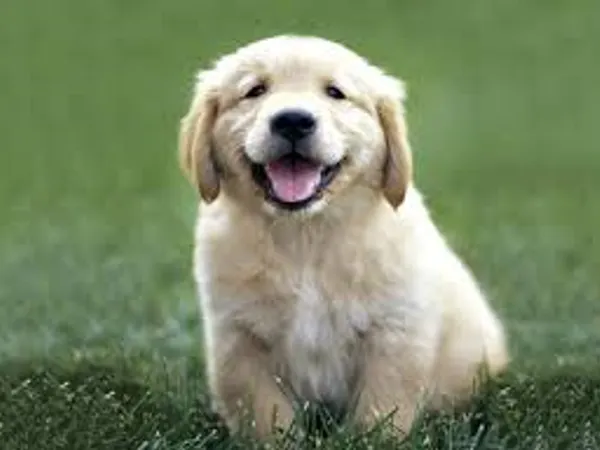 You've been locked in a room for a week with no food and a puppy. Do you crack, or hold onto your sanity?