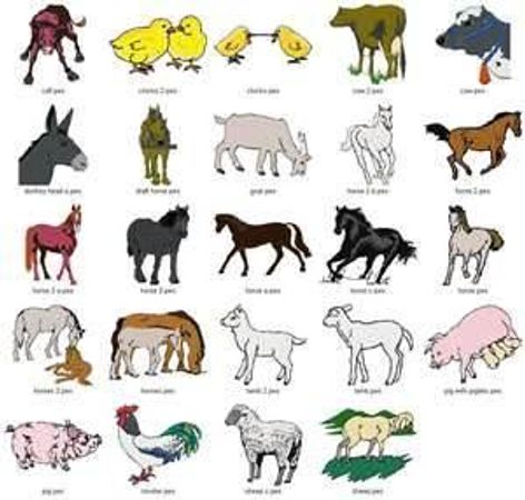 What's your favorite animal