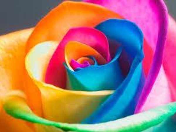 Whats your favorite color?