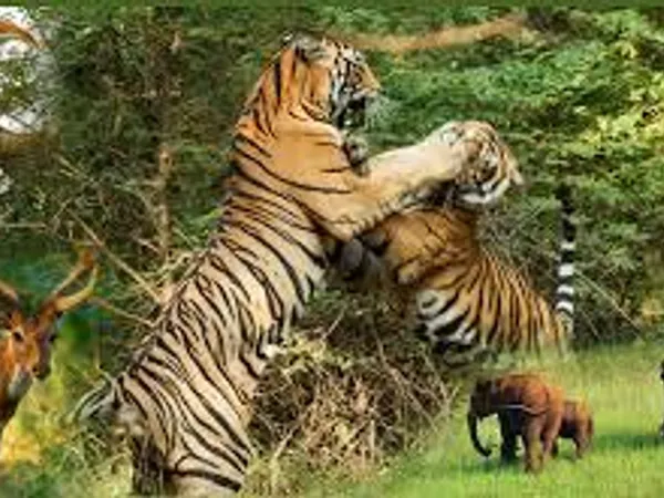 Chose an animal: