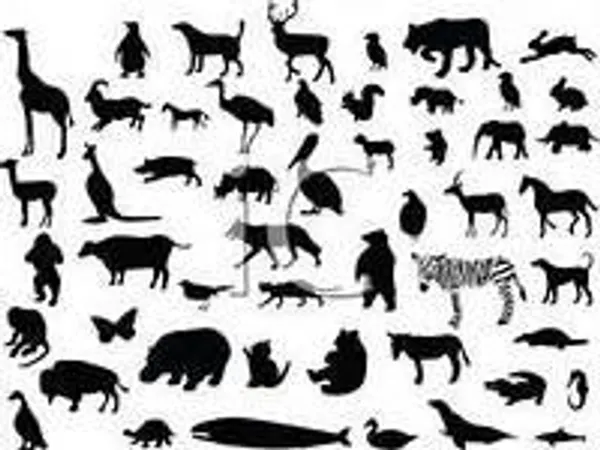 What is your fave animal?