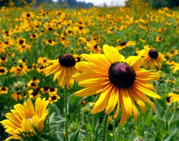 What is your favourite flower/plant?