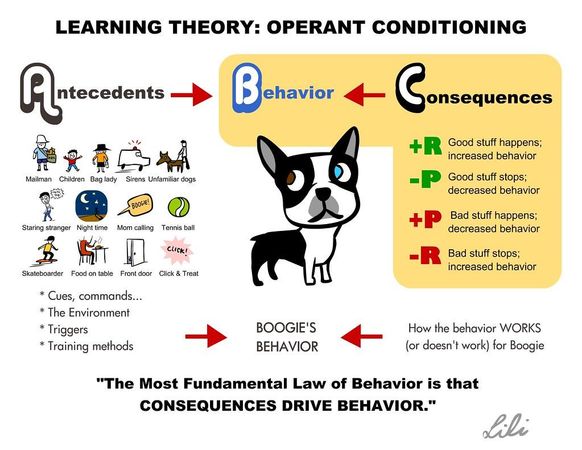 What type of animal behavior interests you the most?